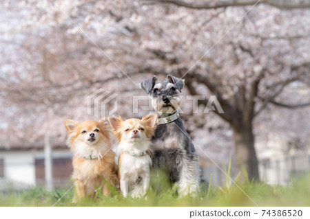 奇瓦瓦州和雪納瑞犬坐在櫻花盛開 74386520