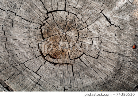 Many annual rings on an old tree stump. Old tree trunk texture background wood cut. Many annual rings on an old tree stump. Old tree trunk texture background wood cut. 74386530