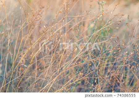 Wild field with flowers, delicate delicate plants on beautiful blurred background close-up. Autumn nature, dry yellowed plants. 74386555