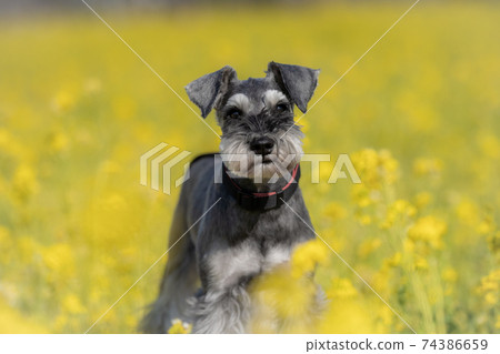 雪納瑞走出油菜田 74386659