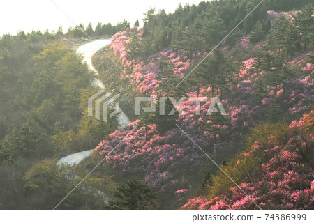 麗水市，龍頭山，杜鵑花，春天，日出 74386999