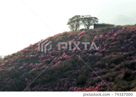 麗水市,龍頭山,杜鵑花,春天,日出 麗水市,龍頭山,杜鵑花,春天,日出 74387000