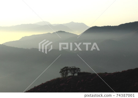 麗水市，龍頭山，杜鵑花，春天，日出 74387001