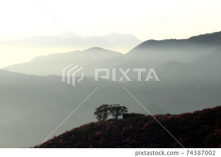 麗水市,龍頭山,杜鵑花,春天,日出 麗水市,龍頭山,杜鵑花,春天,日出 74387002
