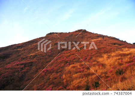 麗水市,龍頭山,杜鵑花,春天,日出 麗水市,龍頭山,杜鵑花,春天,日出 74387004