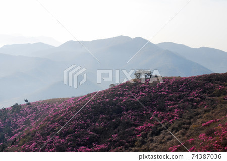 麗水市,龍頭山,杜鵑花,春天,日出 麗水市,龍頭山,杜鵑花,春天,日出 74387036