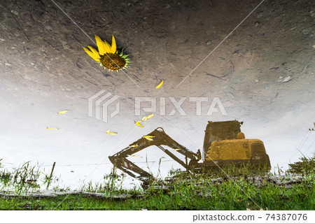 Sunflower on the water 74387076