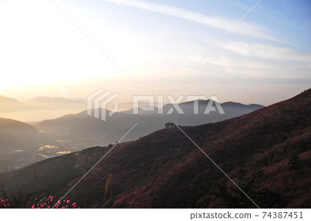 麗水市,Yeongchusan,杜鵑花花,春天,日出 麗水市,Yeongchusan,杜鵑花花,春天,日出 74387451