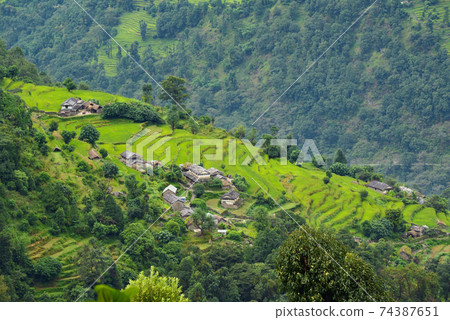 Rice field in Nepal Rice field in Nepal 74387651