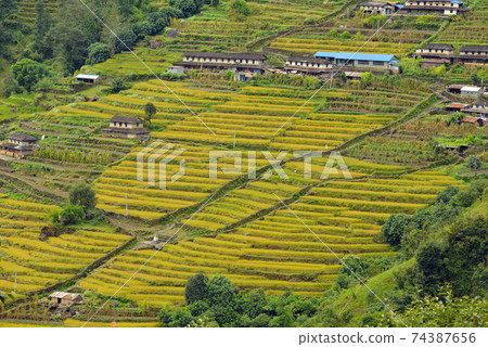 Rice field in Nepal 74387656