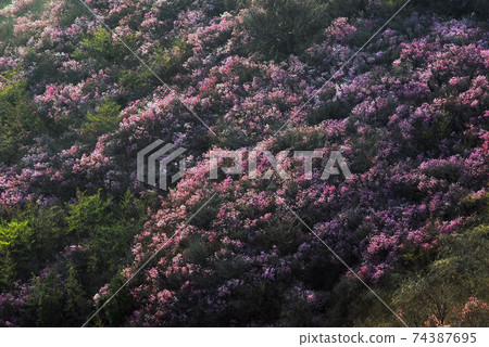 麗水市,Yeongchusan,杜鵑花花,春天,日出 麗水市,Yeongchusan,杜鵑花花,春天,日出 74387695
