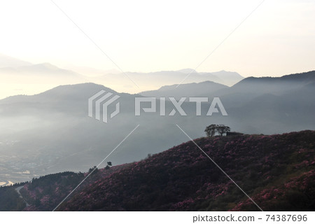 麗水市,Yeongchusan,杜鵑花花,春天,日出 麗水市,Yeongchusan,杜鵑花花,春天,日出 74387696
