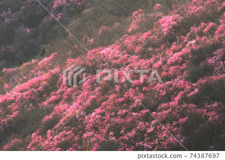 麗水市，Yeongchusan，杜鵑花花，春天，日出 74387697