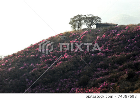 麗水市,Yeongchusan,杜鵑花花,春天,日出 麗水市,Yeongchusan,杜鵑花花,春天,日出 74387698