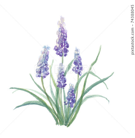 Muscari 74388045
