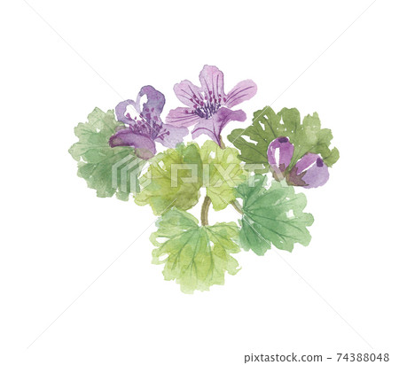 Glechoma grandis 74388048