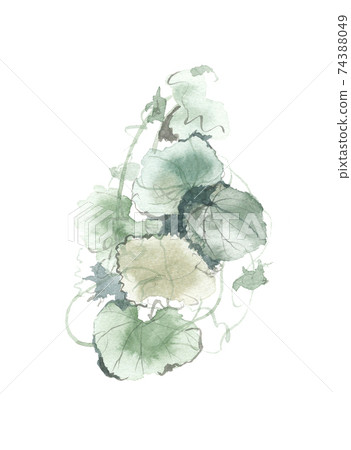 Dried ground-ivy fence 74388049