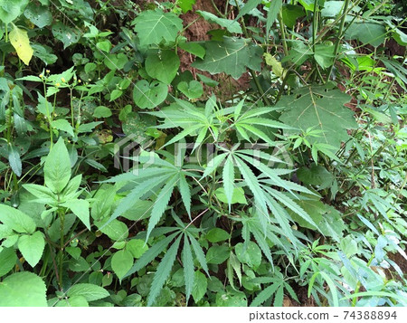 Weed cannabis that grows casually on the roadsides of South Asia 74388894