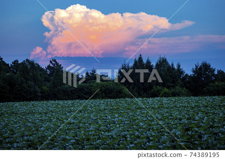 One summer evening, an orange cloud floating above a vegetable field on the outskirts of Karuizawa 74389195