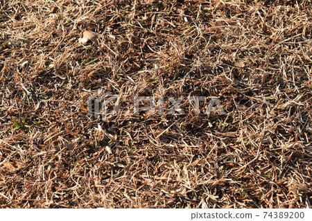 Winter lawn Winter lawn 74389200
