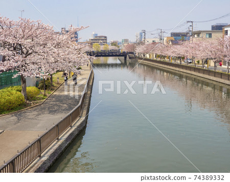 Shinkawa Senbonzakura (Edogawa-ku, Tokyo) 74389332