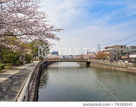 Shinkawa Senbonzakura(東京都江戶川區) Shinkawa Senbonzakura(東京都江戶川區) 74389341