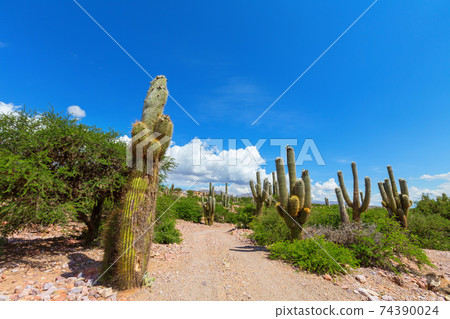 Cactus in Altiplano 74390024