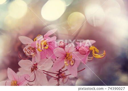 Blossoming cassia 74390027