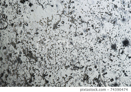 Mold spores under the light microscope, orange peel mold, magnification 100 times Mold spores under the light microscope, orange peel mold, magnification 100 times 74390474