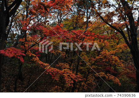 Dobongsan. Obong. Manjangbong. Autumn. Maple. National Park 74390636