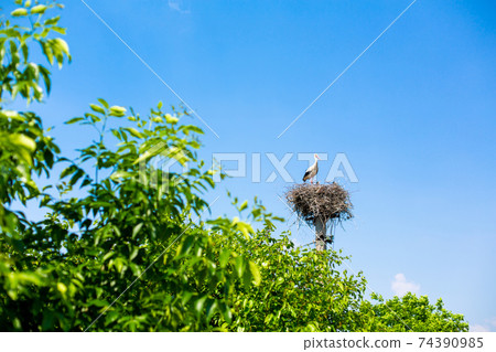 The crane sits with a howl of its nest on the power transmission pole 74390985