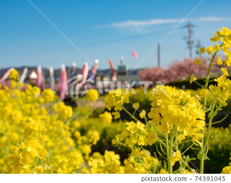 Wen Tagawa Rape Flower Cherry Blossom Festival 2019 Kawazu Sakura Wen Tagawa Rape Flower Cherry Blossom Festival 2019 Kawazu Sakura 74391045