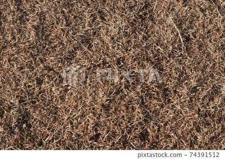 Winter lawn Winter lawn 74391512