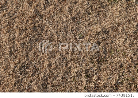 Winter lawn Winter lawn 74391513