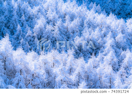 《Yamanashi Prefecture》 Rime virgin forest / snow scene 《Yamanashi Prefecture》 Rime virgin forest / snow scene 74391724