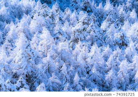 《Yamanashi Prefecture》 Rime virgin forest / snow scene 《Yamanashi Prefecture》 Rime virgin forest / snow scene 74391725