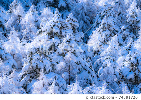 《Yamanashi Prefecture》 Rime virgin forest / snow scene 《Yamanashi Prefecture》 Rime virgin forest / snow scene 74391726