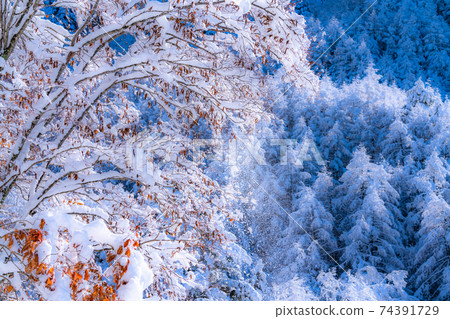 《山梨縣》霜原森林/雪景 《山梨縣》霜原森林/雪景 74391729
