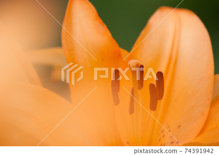 Close-up of an orange lily Close-up of an orange lily 74391942