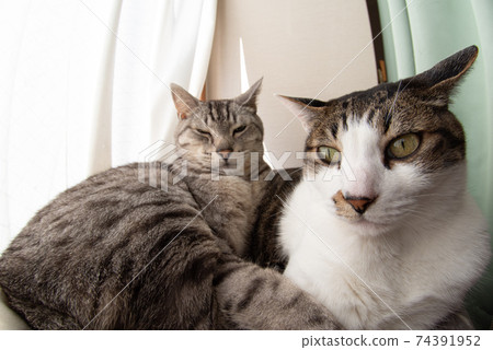 A cat relaxing by the window Kijitora Sabatra cat A cat relaxing by the window Kijitora Sabatra cat 74391952