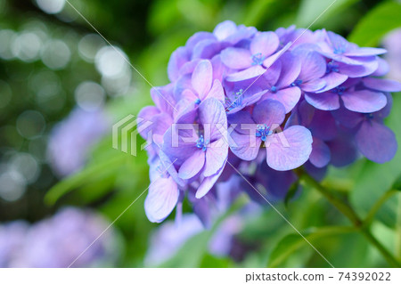 盛開的繡球花 東京明日香山公園 照片素材 圖片 圖庫