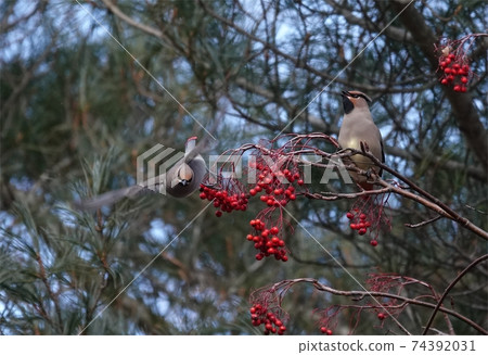 Flapping of Japanese waxwing 74392031