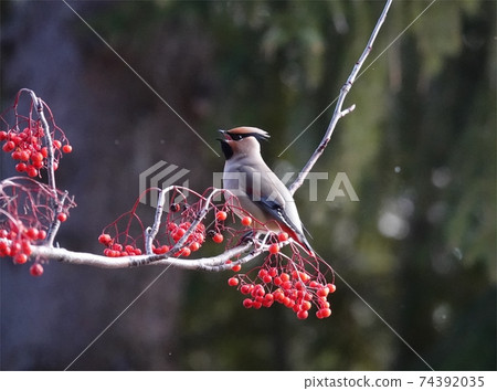 Crying waxwing 74392035
