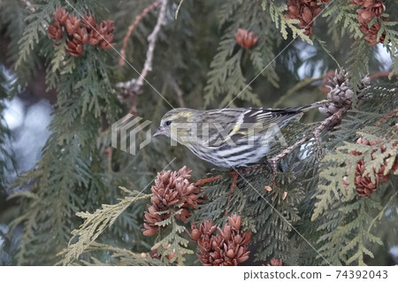 Satozuka siskin 74392043