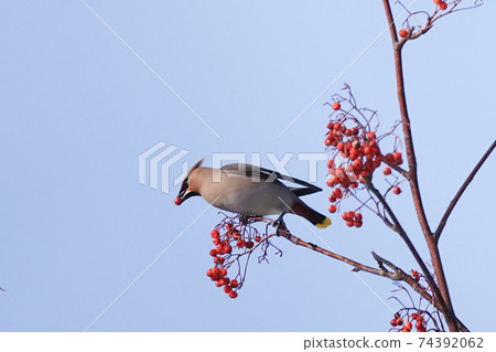 Kirenjak with rowan berries 74392062