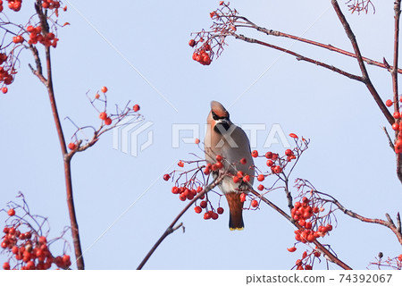 羅文漿果和波希米亞雀 羅文漿果和波希米亞雀 74392067