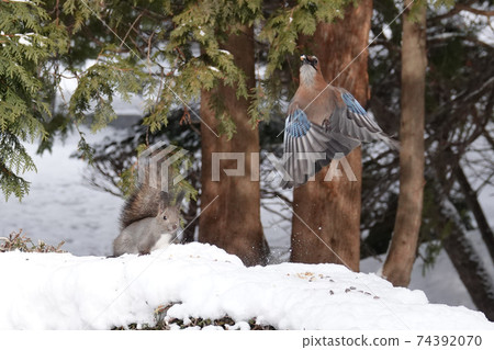 Jay chased by Ezoris 74392070
