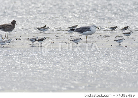 Seaside sanderling herd 74392489