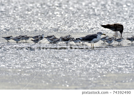 Seaside sanderling herd Seaside sanderling herd 74392490