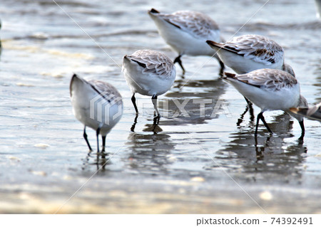 Seaside sanderling herd Seaside sanderling herd 74392491